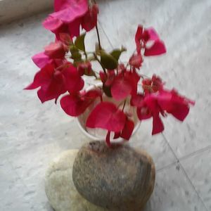 Meet your Posher, Iris